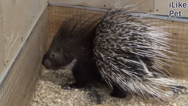 Дикобраз в домашних условиях на Ilikepet: на что стоит обратить внимание