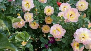 Роза Бельведер и Ландлуст 2022