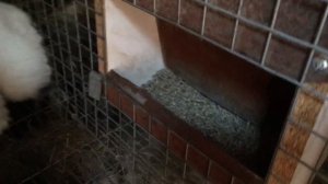 Сколько весит месячный кролик? Вес Калифорнийских крольчат в 1 месяц.