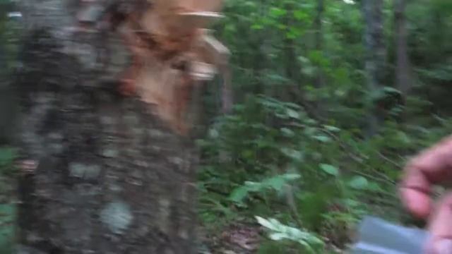 STARTING MY OWN MUSHROOM FOREST - PERMACULTURE - MYCO FORESTRY - FOOD FOREST смотреть онлайн