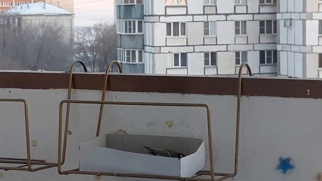 Синички???!!! Зимние гостьи?☃️❄!!! Простая кормушка на балконе для птиц!!! смотреть онлайн