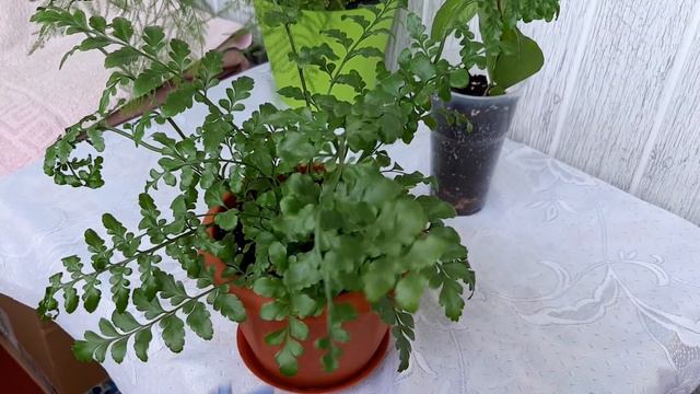 Мои аспарагусы, прятно удивляют. Немного обновок😊 смотреть онлайн