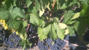 Академик Авидзба (Памяти Дженеева): сорт винограда