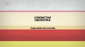 Строение и функции тонкого кишечника ❗