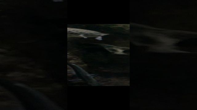 Рыба и чрепаха смотреть онлайн