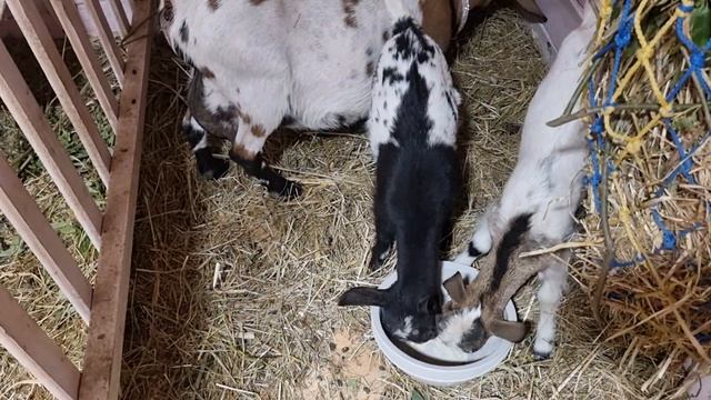 Полезности молока камерунских коз. смотреть онлайн