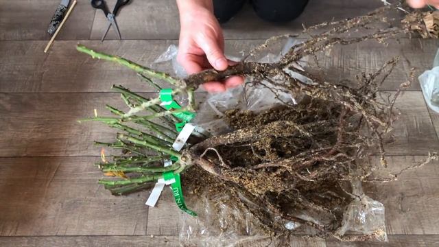 ДОЛГОЖДАННЫЕ СОРТА РОЗ ПРИШЛИ. РОЗЫ ОТ СЕРГЕЯ ОВЧАРОВА. РАСПАКОВКА ПОСЫЛКИ. КАЧЕСТВО САЖЕНЦЕВ ОГОНЬ смотреть онлайн