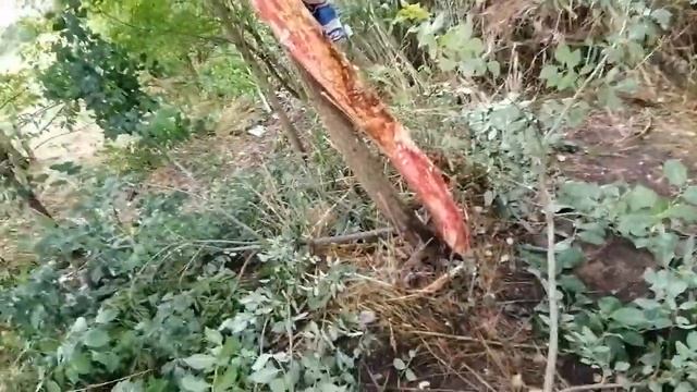 Пилим деревья (база#1) смотреть онлайн