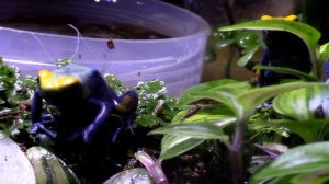 Из AКВАРИУМА в ТЕРРАРИУМ - МОИ НОВЫЕ ОБИТАТЕЛИ ДРЕВОЛАЗЫ. Dendrobates tinctorius.