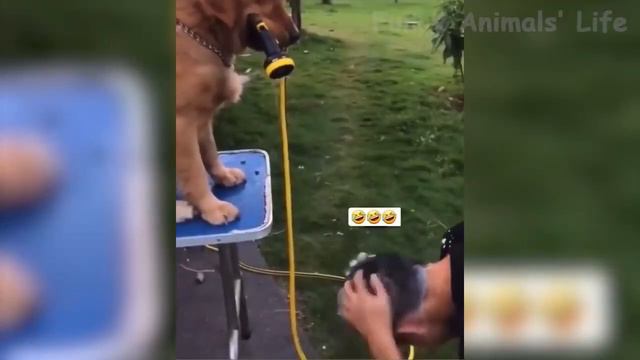 Самые Смешные Видео С Кошками И Собаками Лучшие Смешные Видео С Животными 🤣 смотреть онлайн