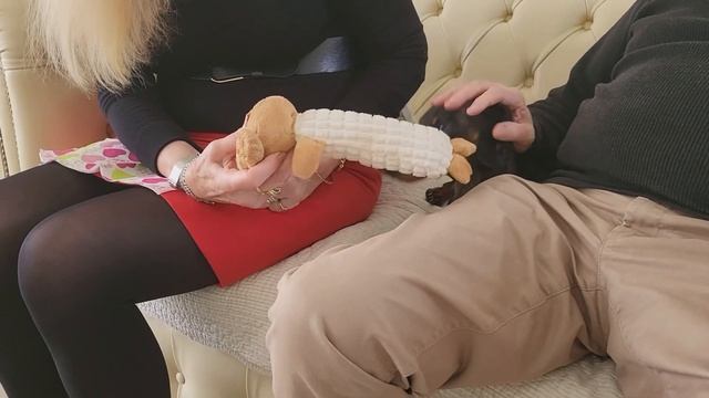 HARD DAY OF A MINI DACHSHUND AT HIS GRANDPARENTS ? смотреть онлайн