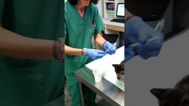 Клизма котенку (1 мес.). Перевод на русский субтитрами.