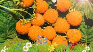 Малина традиционная Золотой гигант ? Обзор: посадка и уход. саженцы малины: описание и особенности