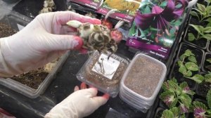 Лилия азиатская. Два способа размножения