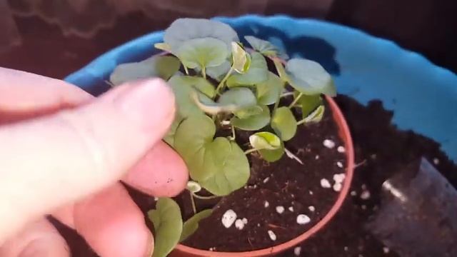 Что сеять на рассаду в феврале,про дихондру,эустому,розы,земляничку, да и что нового у меня. смотреть онлайн