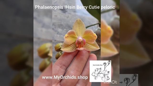 Phalaenopsis I-Hsin Berry Cutie (peloric)