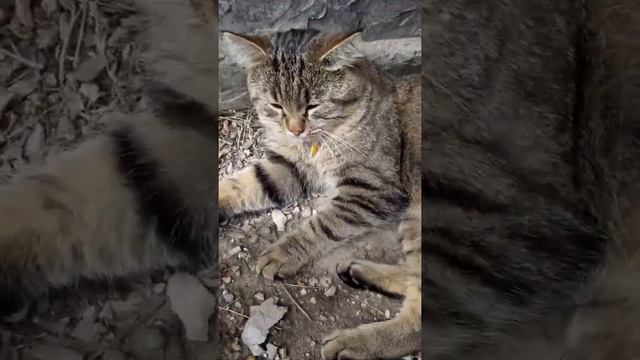 Просто камышовый Кот🙂