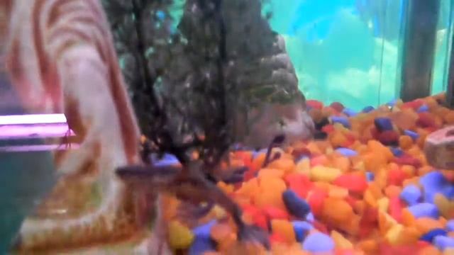 зоомагазин АМФИБИЯ карликовая лягушка смотреть онлайн