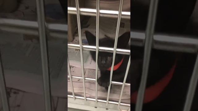 Save Dash! смотреть онлайн