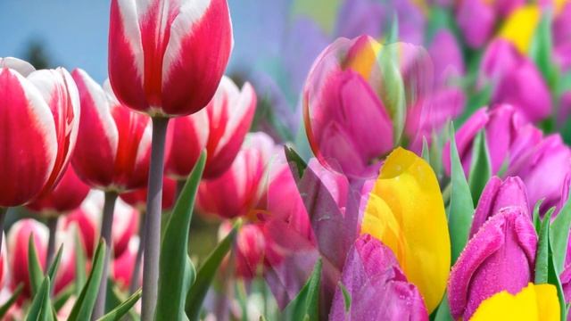 Идет красавица весна смотреть онлайн