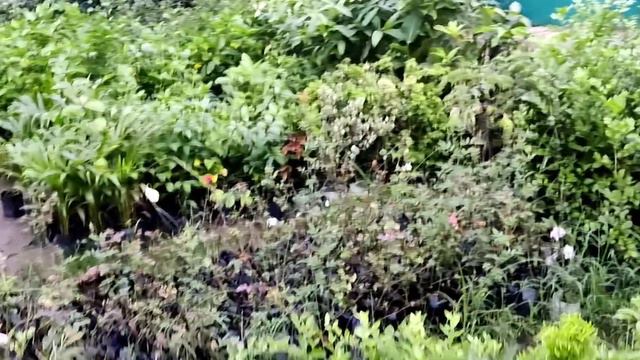Nursery in Rourkela🪴🌱 ।। 🍎 Apple, Litchi🍒, Guava🍐, Flowers 🌼 Collection।। смотреть онлайн