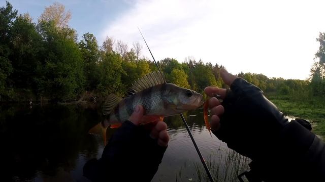 Как ловить окуня на реке  Снастиэкиперовкапоиск