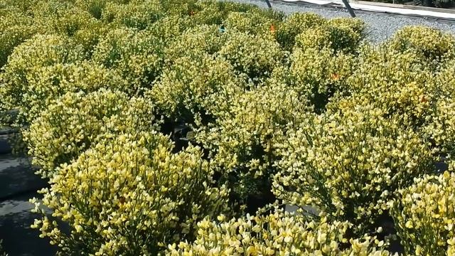 Best Flowering Shrubs - Cytisus Moonlight (Broom)