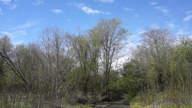 лесная речка 24 05 2017 00000 смотреть онлайн