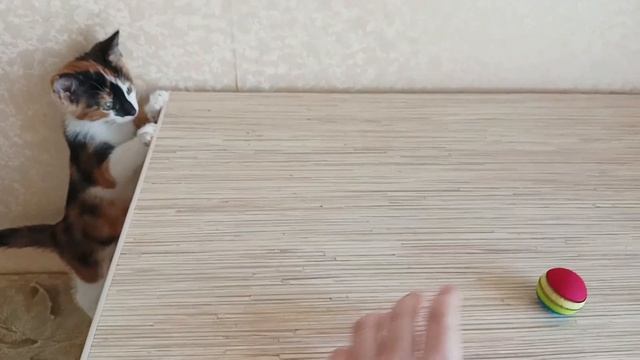 Как кошки выбирают себе хозяина