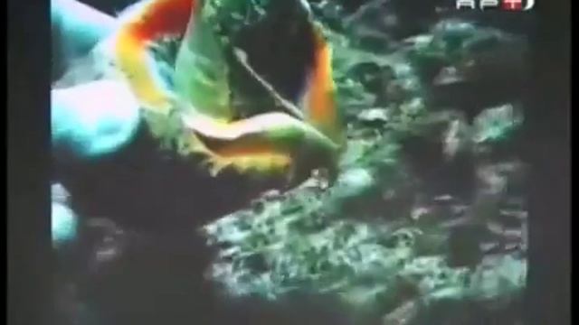 Рапана в Чёрном море - экологическая катастрофа // Rapana in the Black Sea an ecological disaster смотреть онлайн