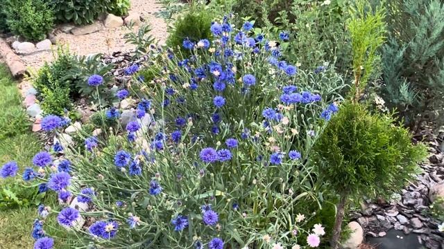 Обзор САДА 15 июля. Бал Гортензий. Эффектный сад - в эффектное время. Сад на закате. Дача в цвету. смотреть онлайн