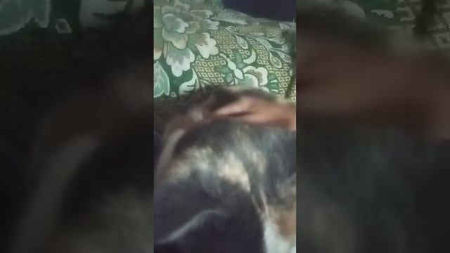 как зовут мою кошку?