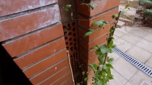 ЧЕМ КНЯЖИКИ ОТЛИЧАЮТСЯ ОТ КЛЕМАТИСОВ И КАК ОПРЕДЕЛИТЬ ГРУППУ ОБРЕЗКИ?