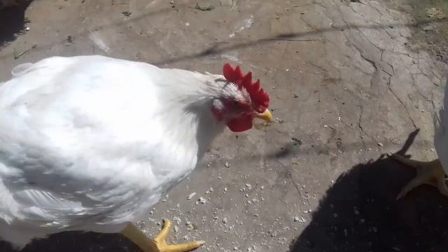 Деревенский день. Бройлеры едят хлеб/village day. Chickens eat bread смотреть онлайн