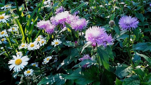 Мускусный василёк/ Амбербоа / Amberboa