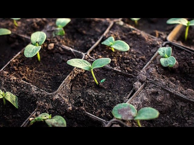 Годами высаживаю рассаду огурцов по простой схеме. Семена всходят за 2-3 дня и удачно приживаются смотреть онлайн