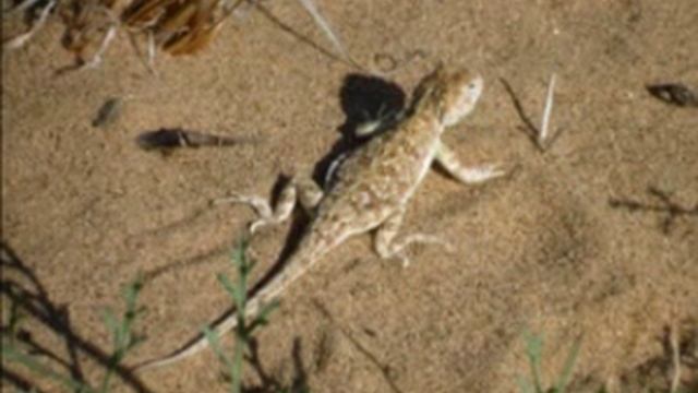 География 29. Животный мир пустыни. Часть 1 — Шишкина школа