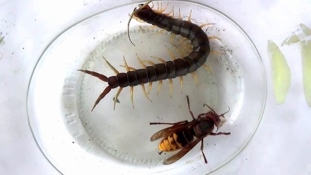 Гигантский Японский Шершень VS Сколопендра смотреть онлайн