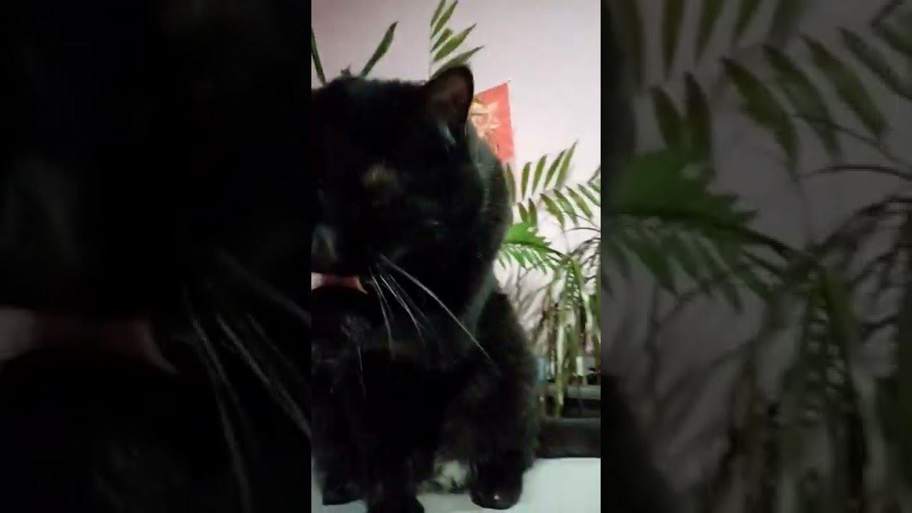 умывальник кошачий