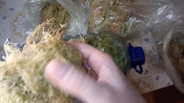 Мягкая перина для корней орхидеи. Размещение мха сфагнума на хранение. смотреть онлайн
