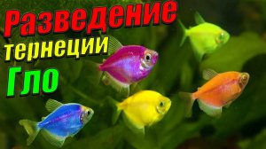 Разведение тернеции от А до Я