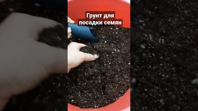 приготрвила грунт для посадки семян цветов 💐 #садогород #грунт #грунтдлярассады смотреть онлайн
