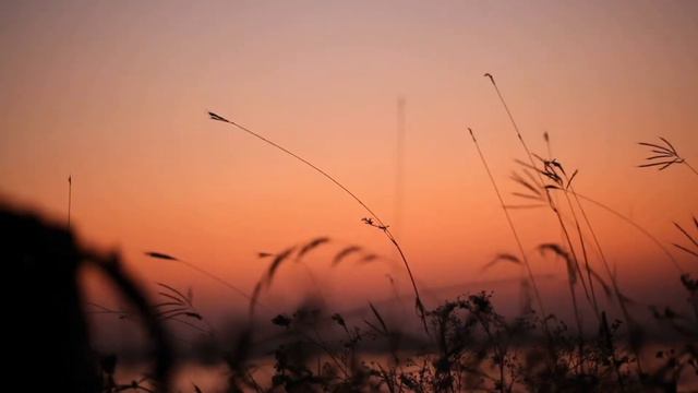 Summer sunset with crickets singing / Летний закат с пением сверчков смотреть онлайн