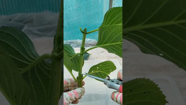 Самый легкий способ размножить крупнолистную гортензию#гортензия из букета смотреть онлайн