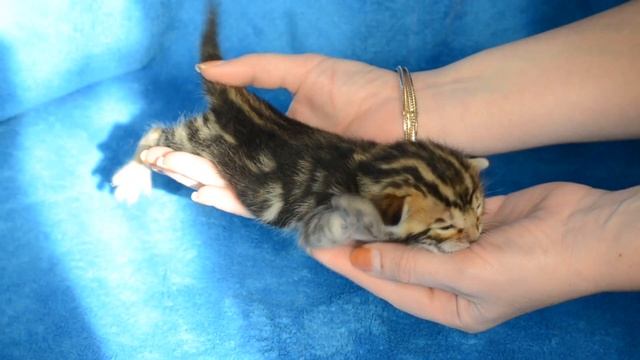 мраморный бенгальский ребенок смотреть онлайн