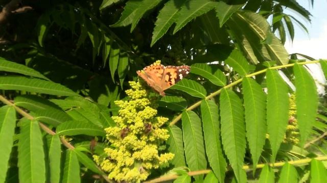 ЦВЕТЕТ СУМАХ ОЛЕНЕРОГИЙ ИЛИ СУМАХ ПУШИСТЫЙ (УКСУСНОЕ ДЕРЕВО) (Rhus typhina) смотреть онлайн