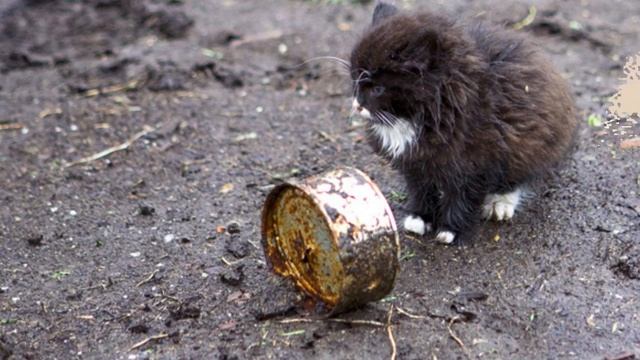 Котейкино спасение смотреть онлайн