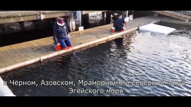 Их путают с дельфинами - Дрессировка самых маленьких китов! смотреть онлайн
