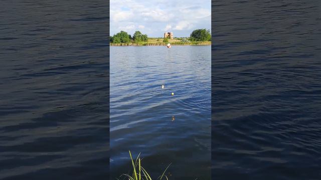 Ловля толстолобика на резинку. смотреть онлайн