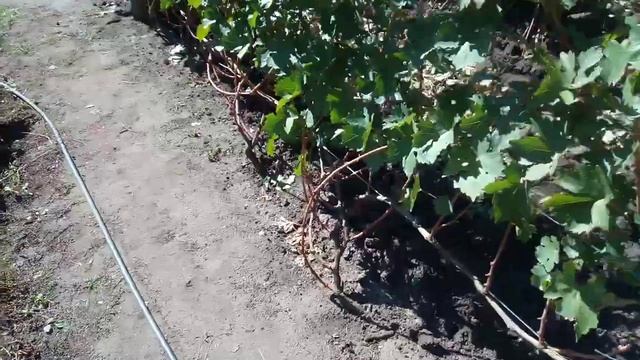 Сбор урожая 15 09 2021 смотреть онлайн